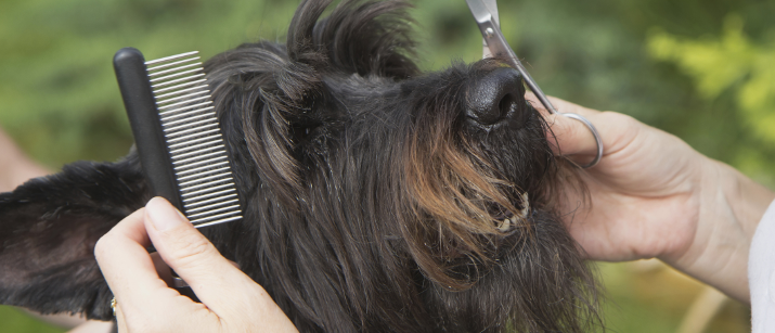 About Pet Care – A Properly Groomed Pet, is Really a proper One