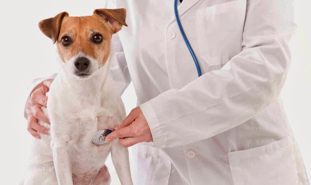 Pet Care Medical Health Insurance is essential