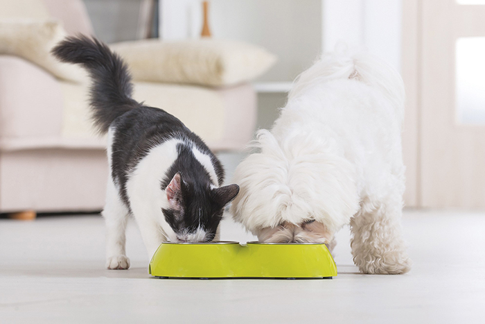 Knowing Safe And Healthy Pets Foods