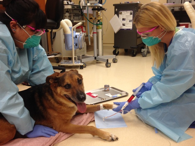How to be a Veterinary Specialist – Some Helpful Tips