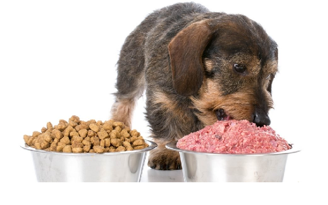 The Very Best Commercial Dog Food That The Pet Needs