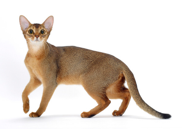 Selecting the cat Breed – Which Cat Breed fits your needs?