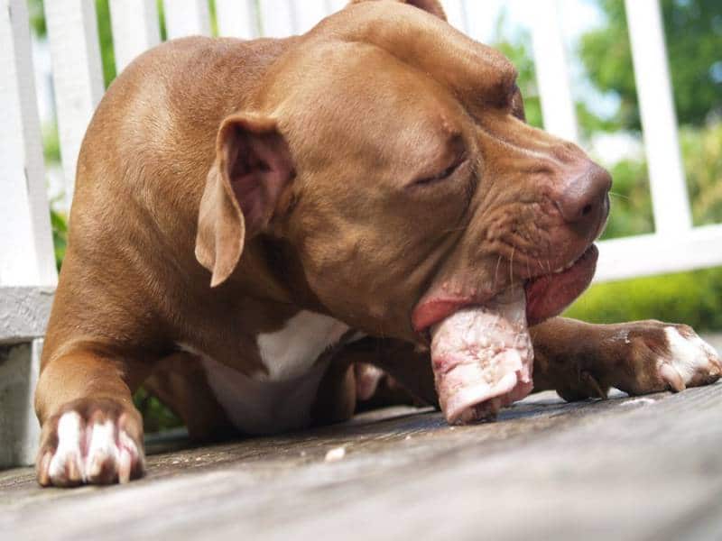 Raw Pet Food: Its Roots, Its Pros, And Its Cons