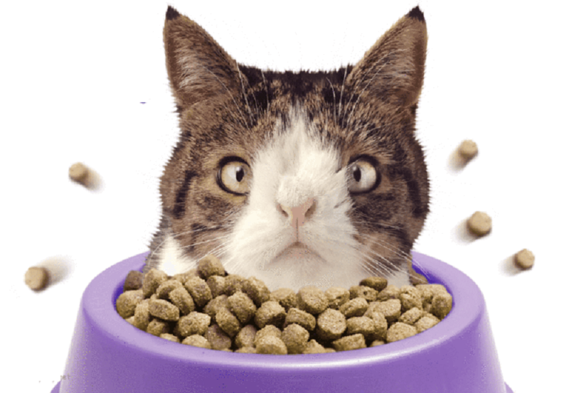 Пропадет корм для кошек. Cat food кошачий корм. Кот с кошачьим кормом. Коашачийкорм. Смайлик кошачий корм.