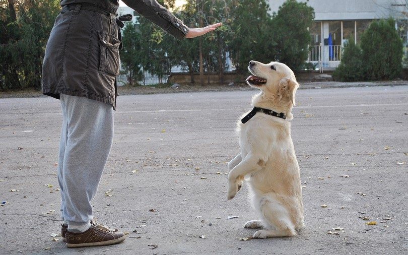 Delving into the Mentality of a Canine: Fun Facts about Dog Intelligence and the Best Training Methods