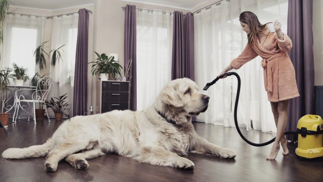 Vacuum Buying Guide for Pet Owners