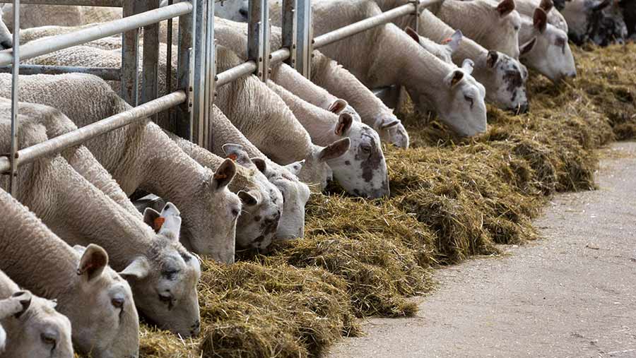 Choosing a Disinfectant Supplier to Raise Livestock Standards