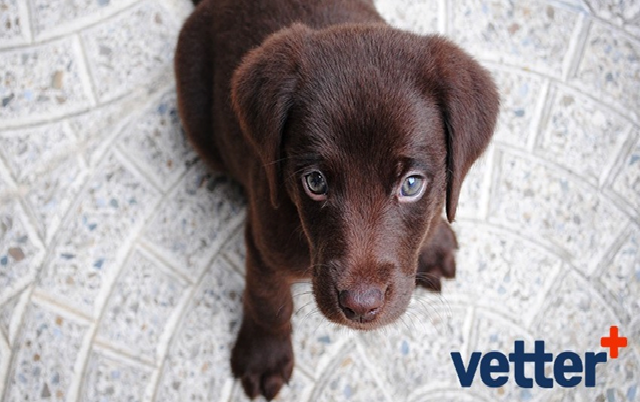 Why Choose Mobile Veterinary Services for Superior Care