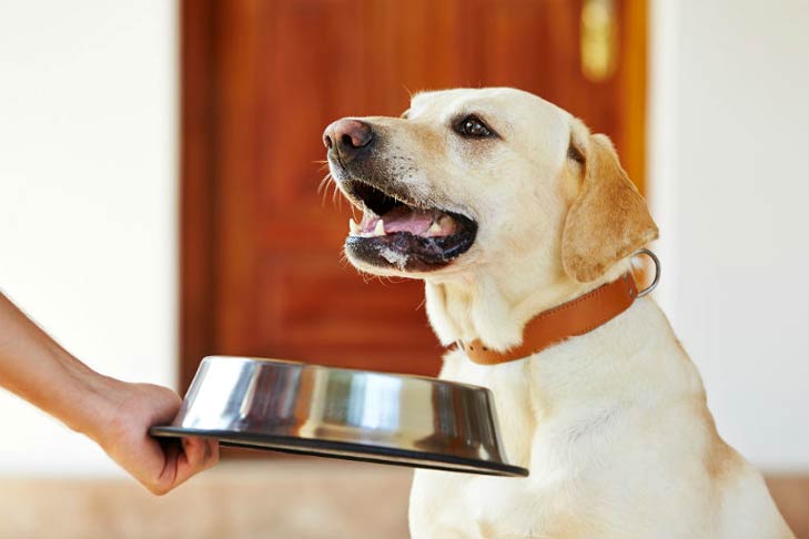 Everything You Need To Know About Feeding Your Pet