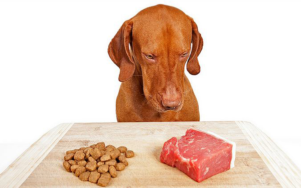 Where to Look for Best Raw Pet Food