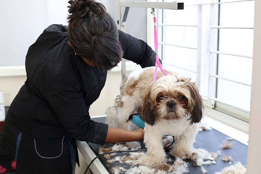 Get the Right Pet Grooming Course for your Career Needs