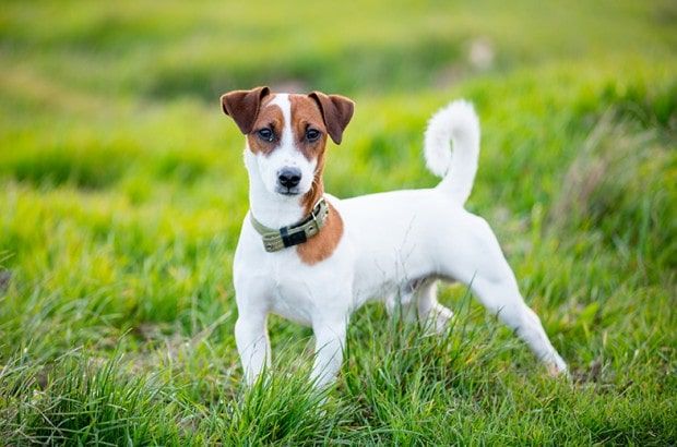 Check Out The Best Small Dog Breeds And Get An Adorable Pup Today!
