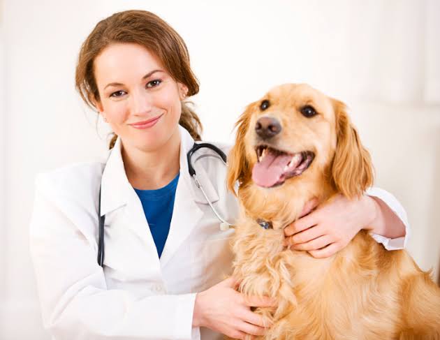 How to find a job in a vet?