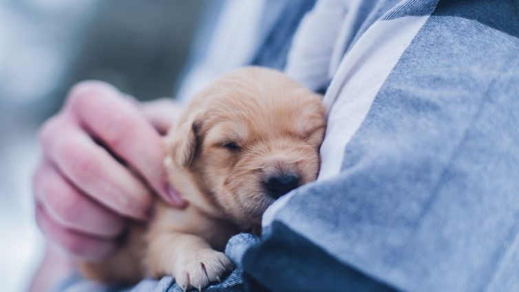 How To Take Care Of Your New Puppy?