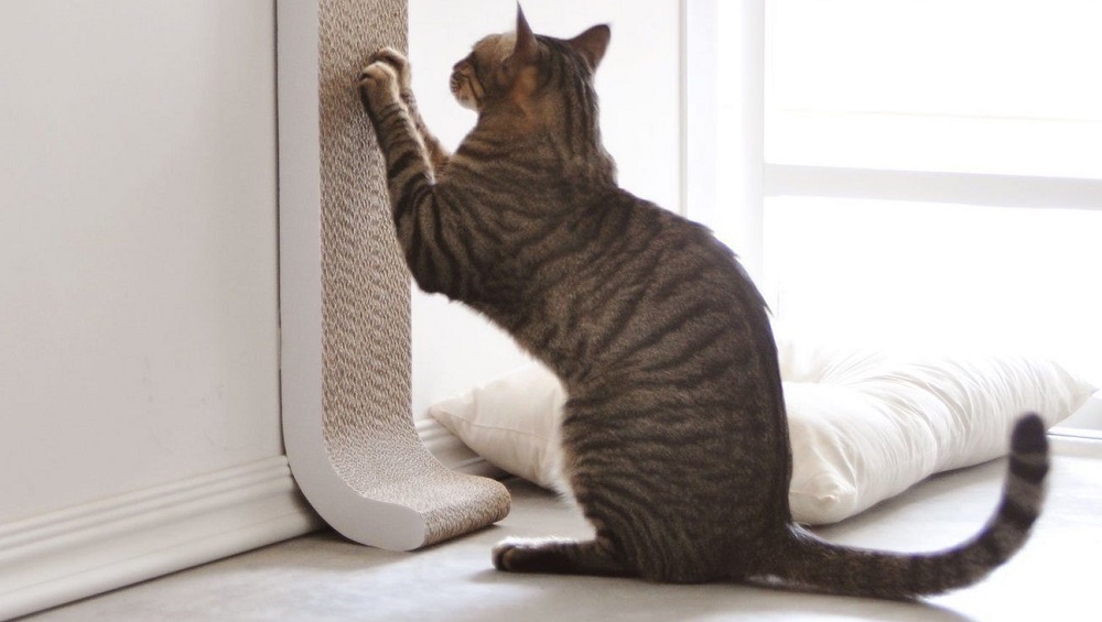 Why are Scratching posts essential for Cat pets?