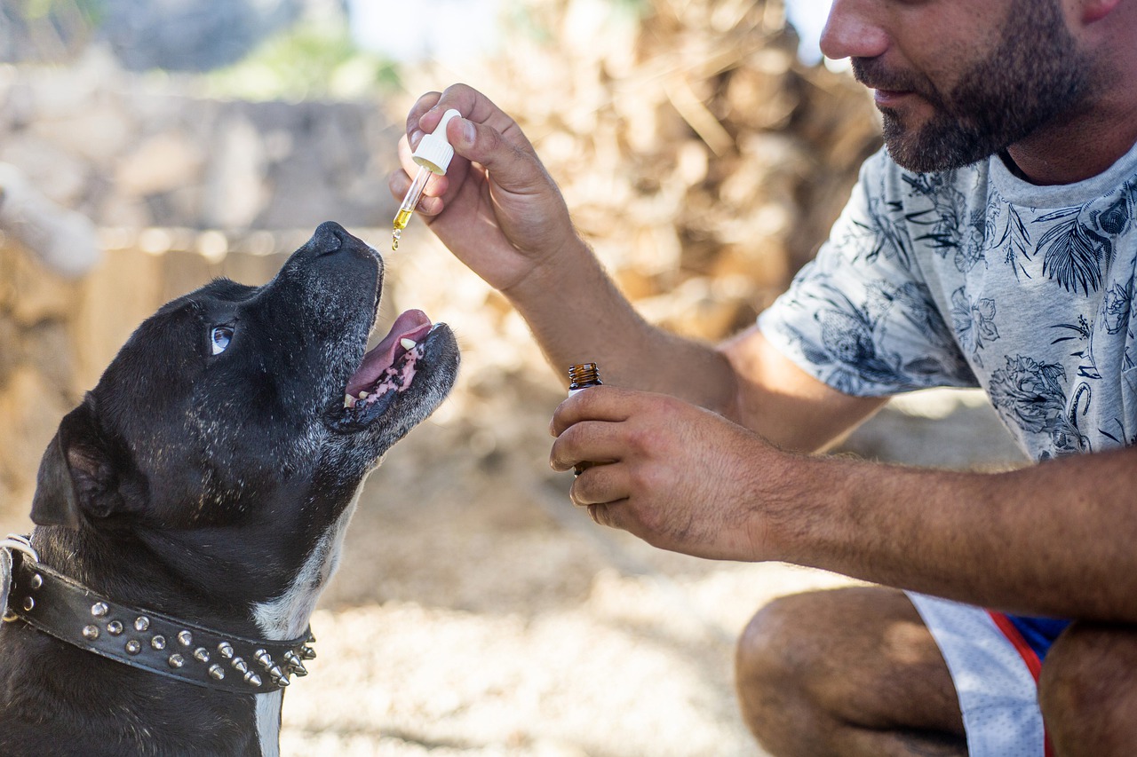 Should You Give CBD Oil to Your Dog?