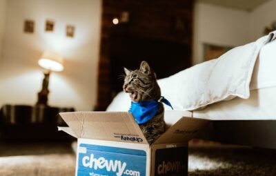 A cat in a cardboard box
