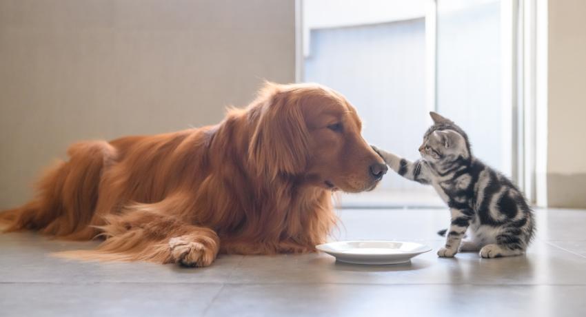 The pet food given to the pet animals and its usefulness