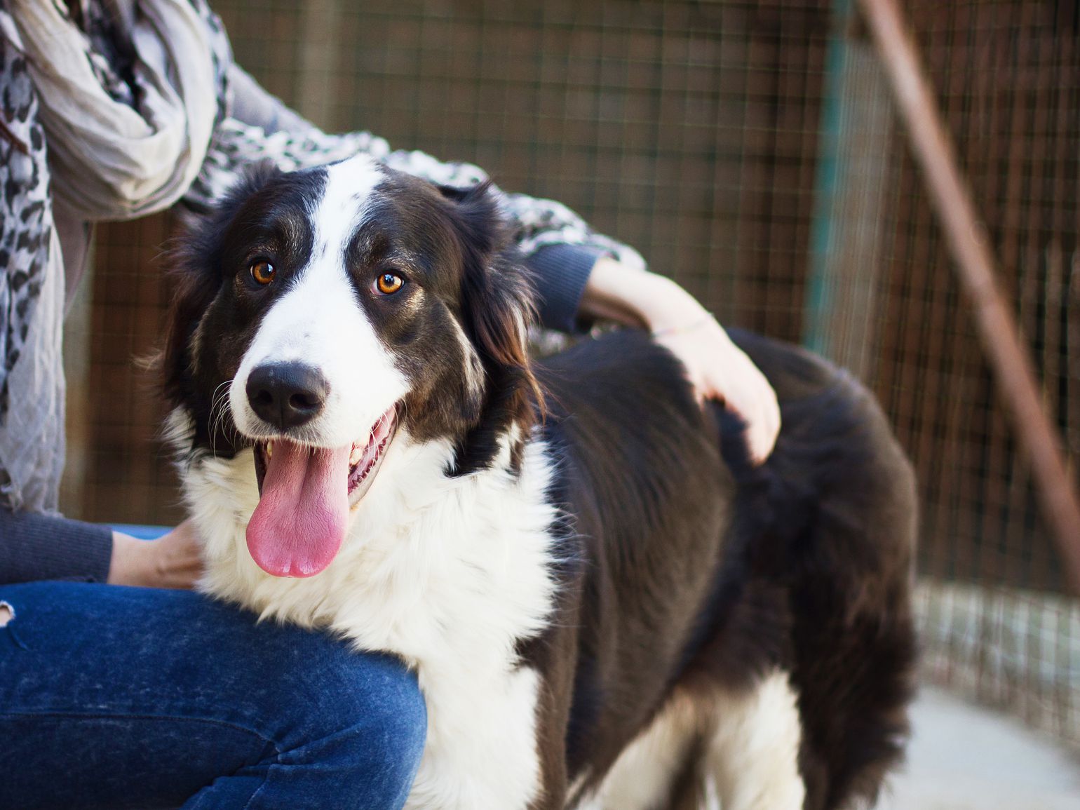 Fostering a Dog 101: All You Need to Know
