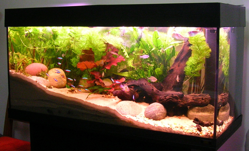 Why do people get aquariums at their homes?