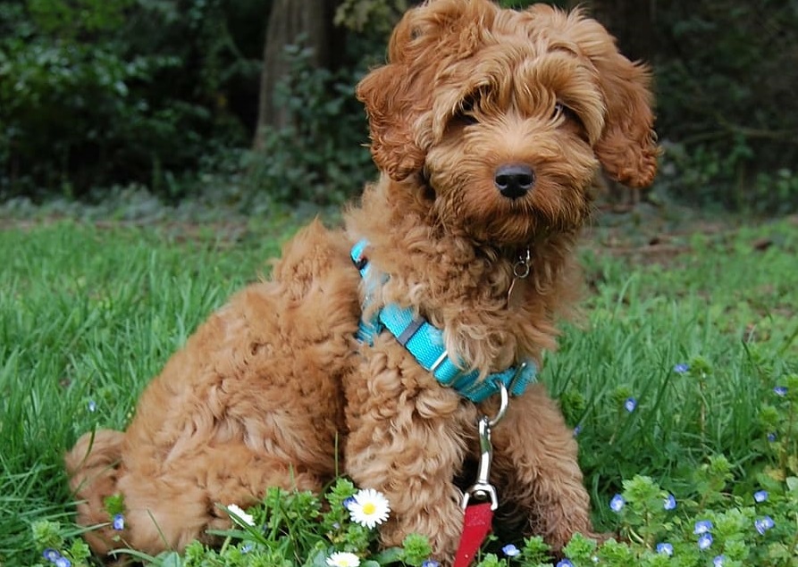 The increasing popularity of harnesses you can’t deny