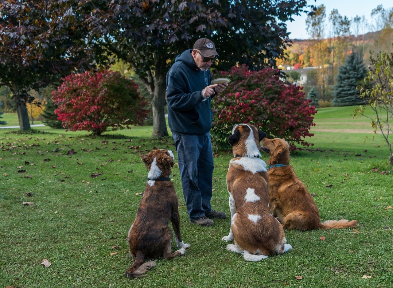 In-Home Dog Training vs Going to Class: What’s the Difference?