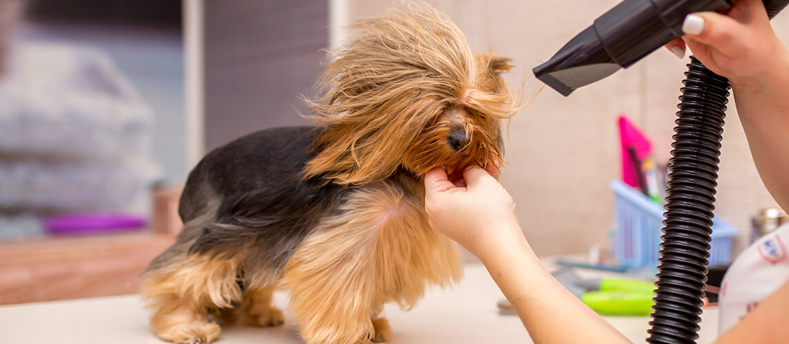 Tips for Getting Your Dog Comfortable With a Hair Dryer