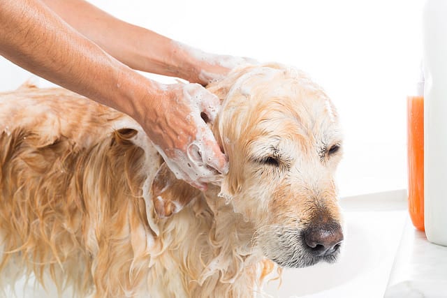5 Reasons To Groom Your Pet
