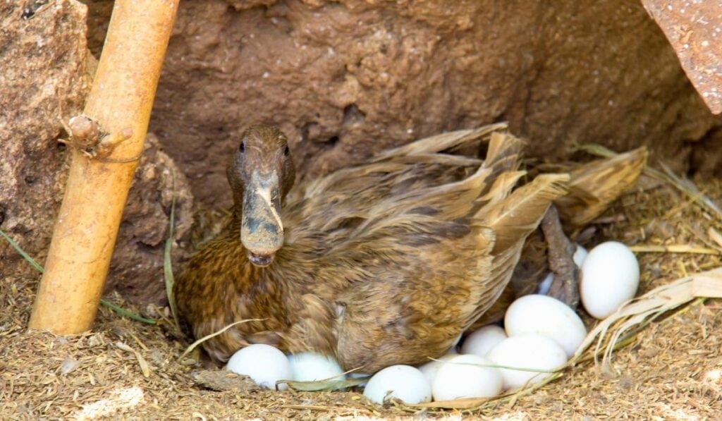 What to Do If Your Pet Duck Laid Eggs