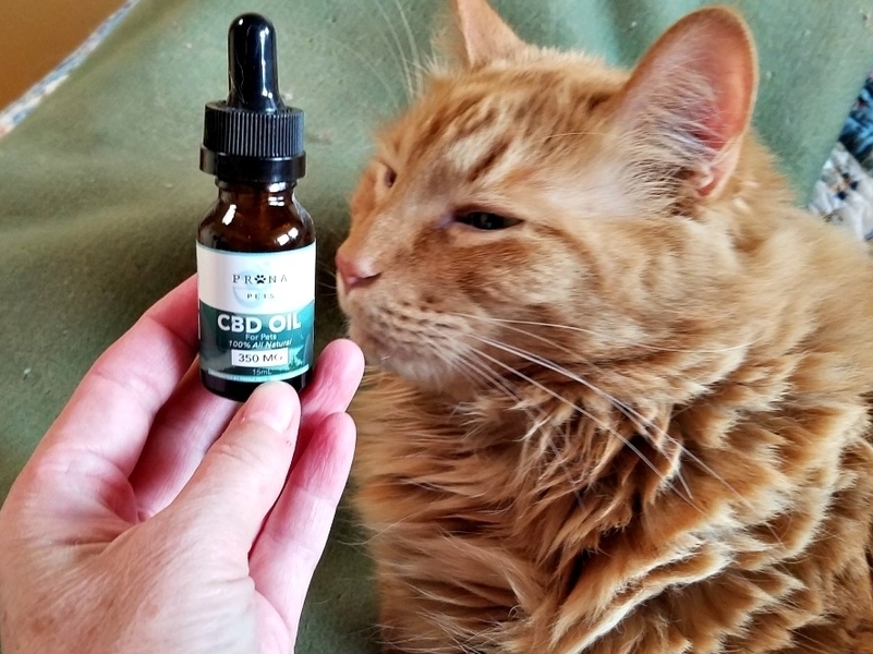 3 Reasons why there might be a need to give your cat CBD oil