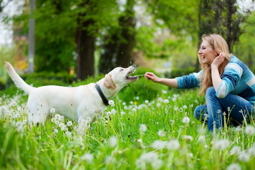 4 Tips to Follow Before Acquiring a Pet