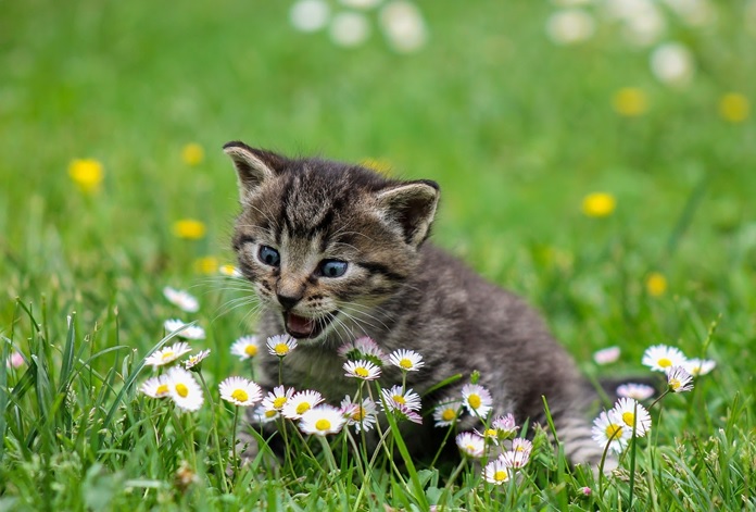 Getting the perfect products for your pet