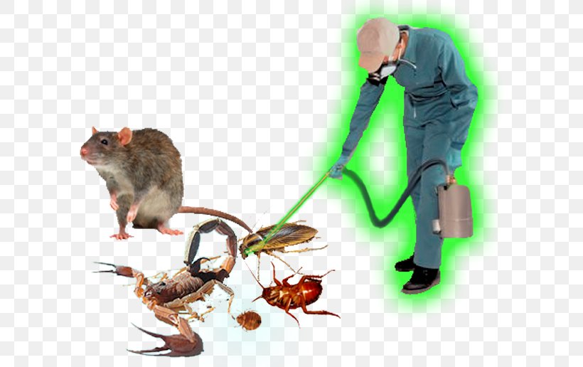 Find The Best Rat Control Near You