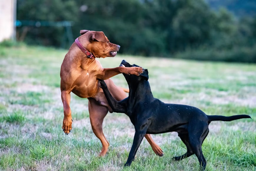 5 Tips on How to Handle Dominant Dogs