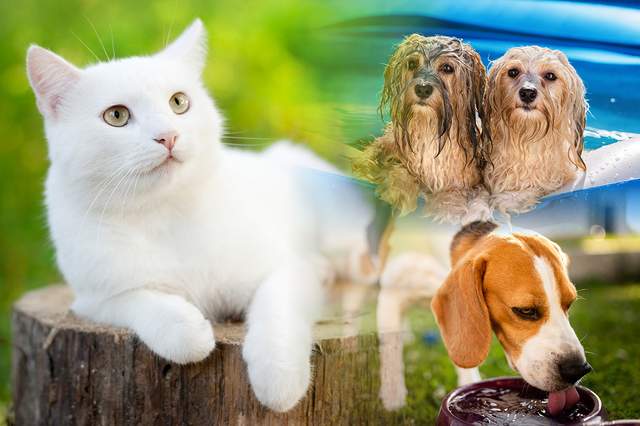 For Dogs and Cats, Tips for Preventing Dehydration