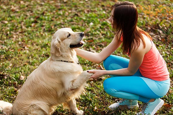 Matt Davies Harmony Communities Gives You Free Canine Training Tips