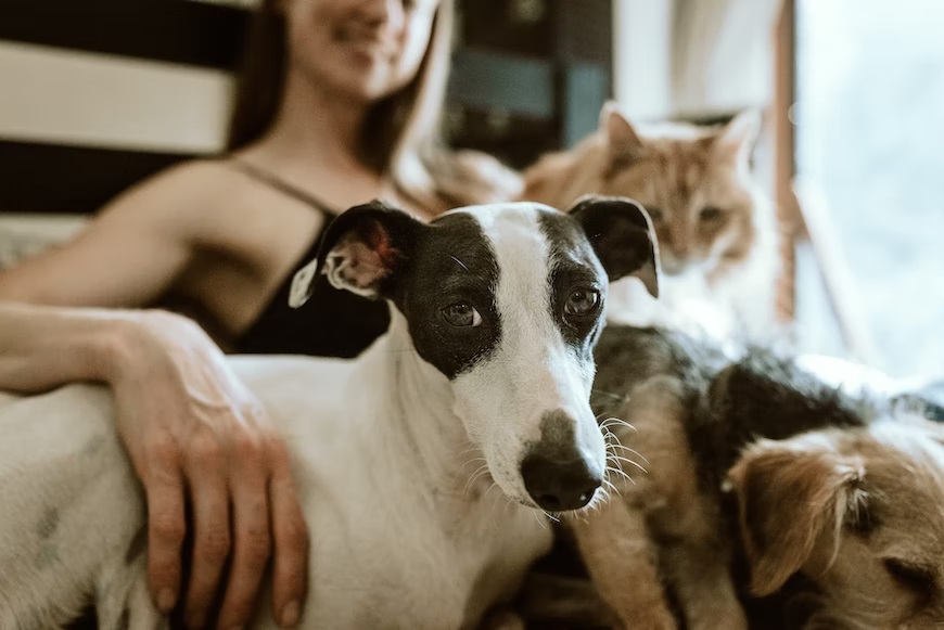 Why you should consider adopting a Pet