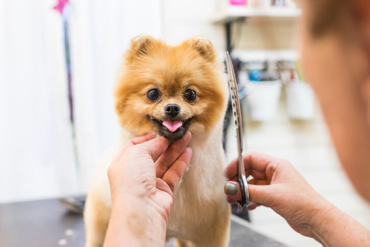 What are the advantages of ozone therapy in a dog tank?