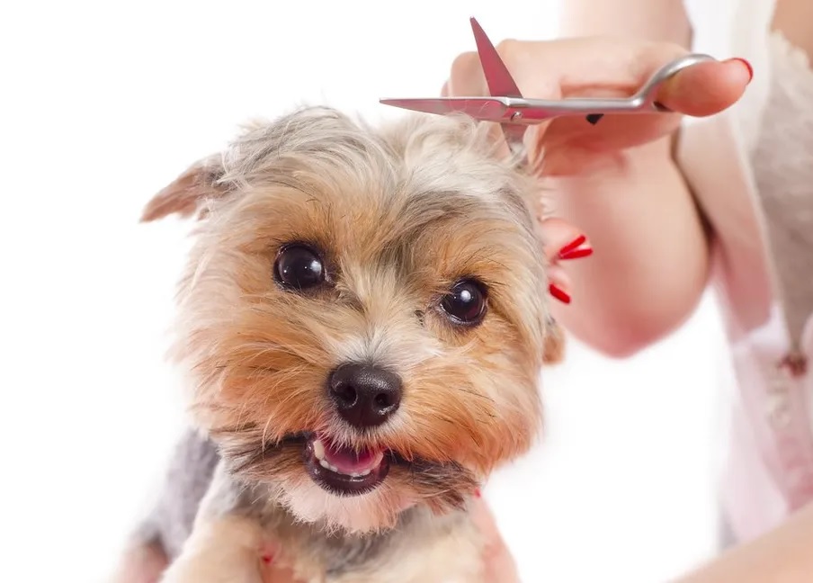 Shedding light on dog grooming- managing your pet’s coat for a cleaner home