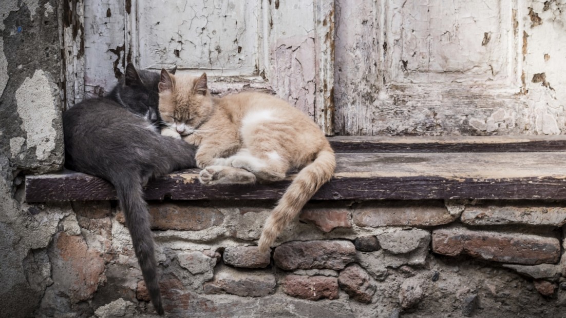 A Look at the Impact of Animal Rescue Organizations on the Lives of Homeless Cats and the Community