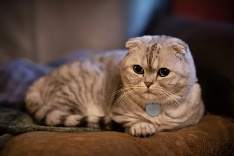 Fall in Love with Scottish Fold Kittens at Munchkin Cat Cattery